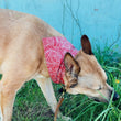 Load image into Gallery viewer, CS Collection: Floral Collar Dog Bandana - Cotton in various sizes
